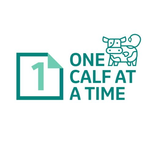One calf at the time 2800x2800